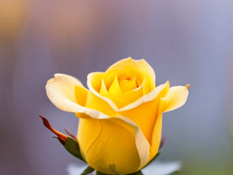 Quelle est la signification des roses jaunes dans le langage des fleurs ?