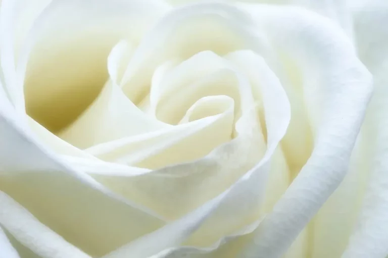 Quelle est la véritable signification de la rose blanche ?