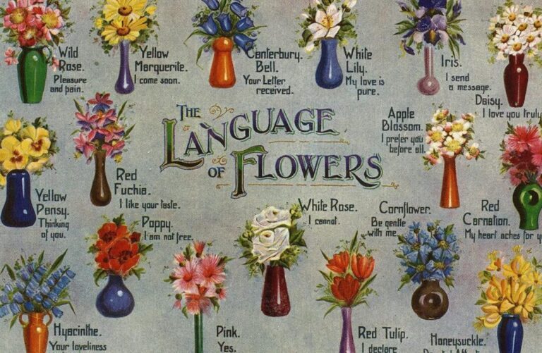 La signification cachée des pivoines dans la langue des fleurs