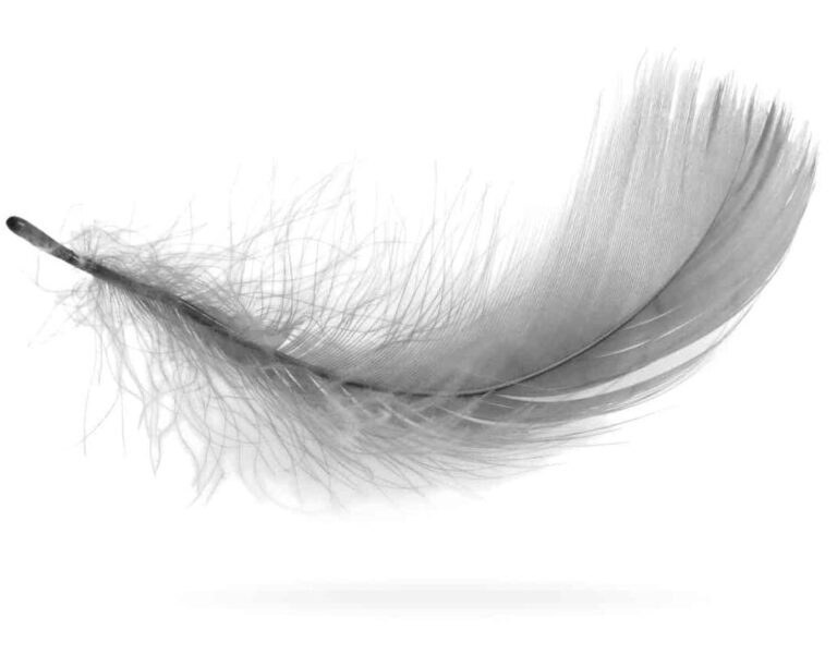 Quelle est la signification cachée derrière une plume blanche trouvée sur votre chemin ?