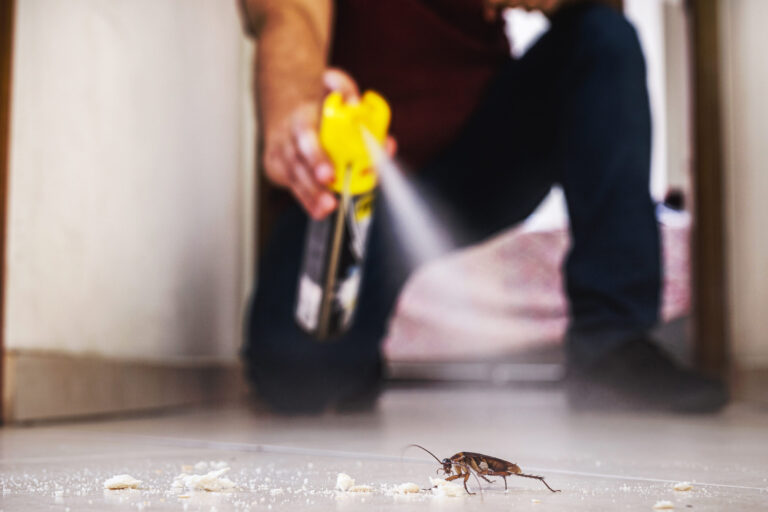 Comment se débarrasser des cafards naturellement ?