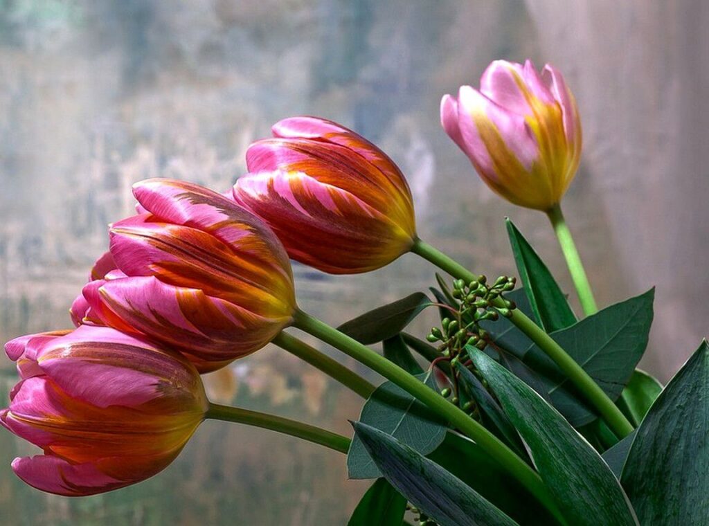 La signification cachée des tulipes dans l’histoire de la musique