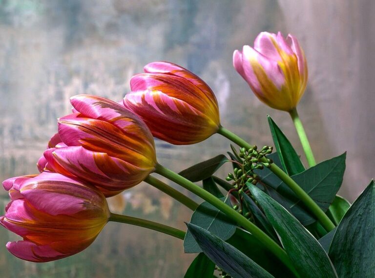 La signification cachée des tulipes dans l’histoire de la musique