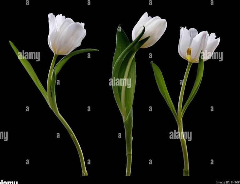 La signification des tulipes dans la musique : de quoi parlent-elles vraiment ?