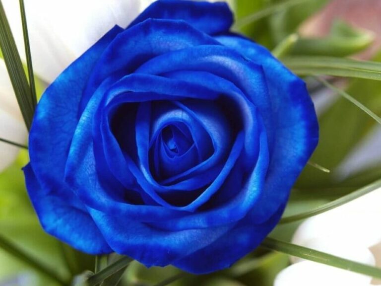 Quelle est la signification des roses bleues dans la musique ?