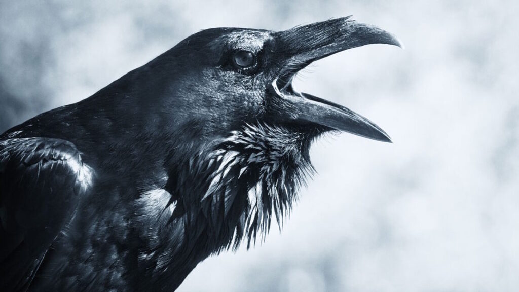 Le corbeau en musique : quelles sont ses significations cachées ?