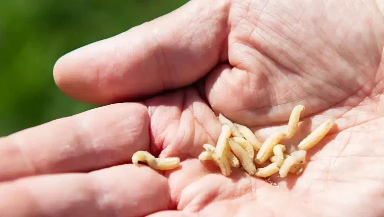 Que signifie la présence d’asticots dans la maison ?