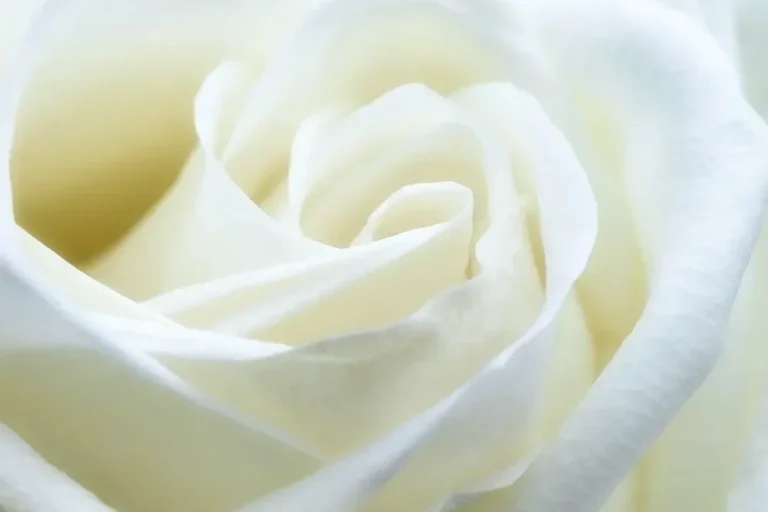 Quelle est la signification cachée d’une rose blanche en musique ?
