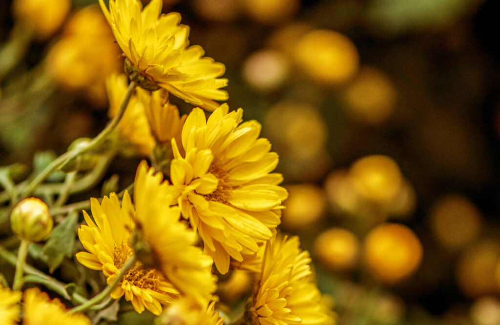 Signification des chrysanthèmes dans la musique : symboles et inspirations