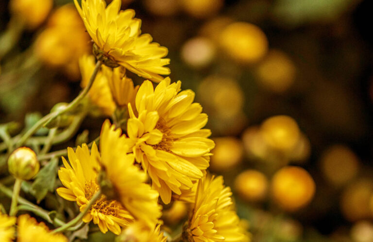 Signification des chrysanthèmes dans la musique : symboles et inspirations