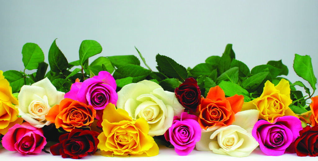 Signification des couleurs des roses : que révèlent-elles de vos sentiments ?
