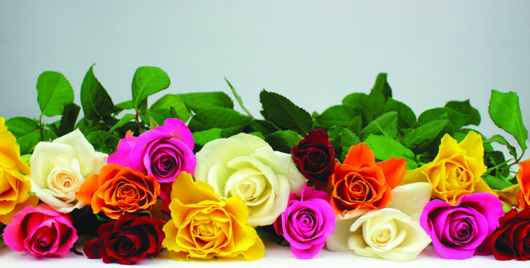 Signification des couleurs des roses : que révèlent-elles de vos sentiments ?