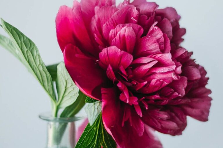 Signification des pivoines : quel message se cache derrière cette fleur élégante ?
