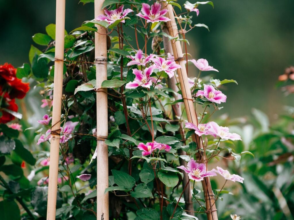 L’arbre de jade : quelles significations derrière cette plante adorée des amateurs de feng shui ?