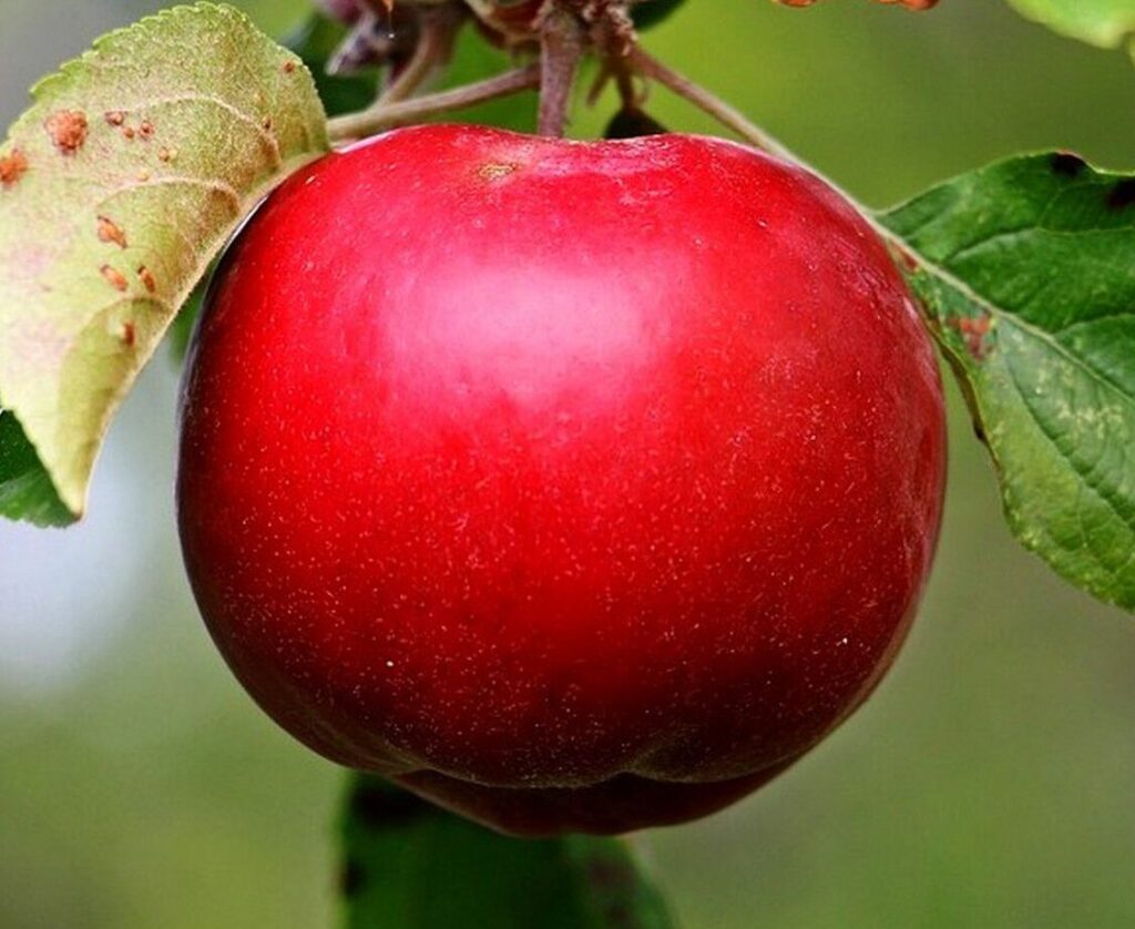fruits de la passion ou pommes de discorde: que signifie vraiment l’application fruitz ?