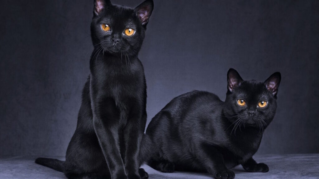 Le chat noir en musique: porte-bonheur ou présage sombre?