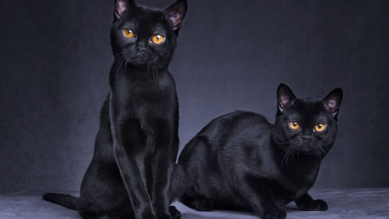 Le chat noir en musique: porte-bonheur ou présage sombre?