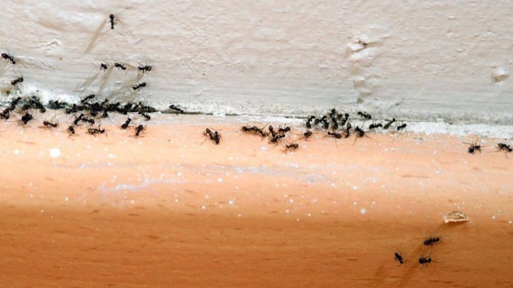L’invasion de fourmis dans votre maison : quelle signification ?