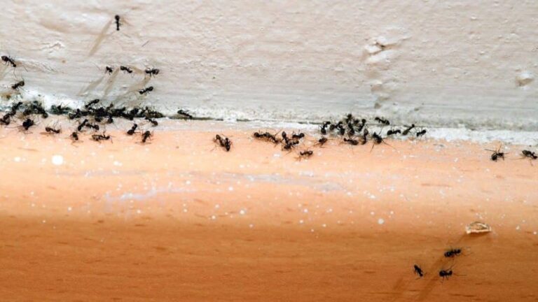 L&rsquo;invasion de fourmis dans votre maison : quelle signification ?