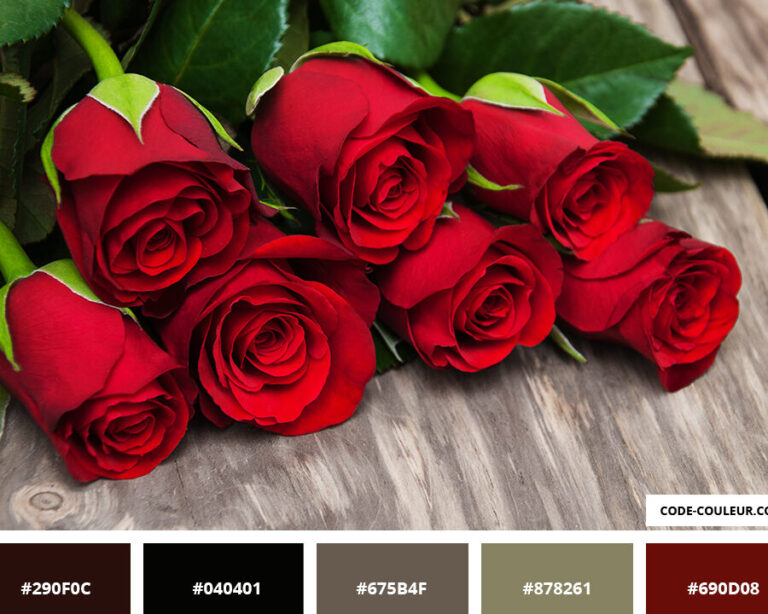 Quelle est la signification des couleurs des roses ?