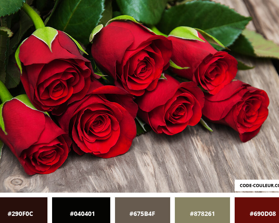 Quelle est la signification des couleurs des roses ?