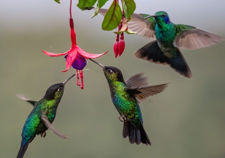 Quelle est la signification symbolique du colibri dans différentes cultures ?