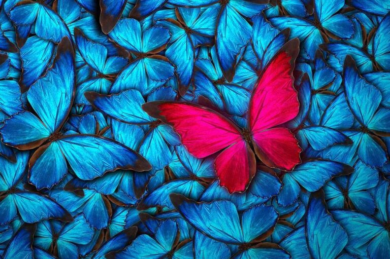 La signification du papillon dans la musique : un symbole de transformation et de liberté