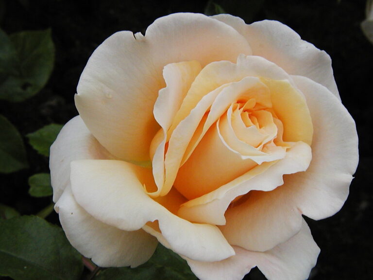 Quelle est la signification de la rose orange dans l’univers de la musique ?