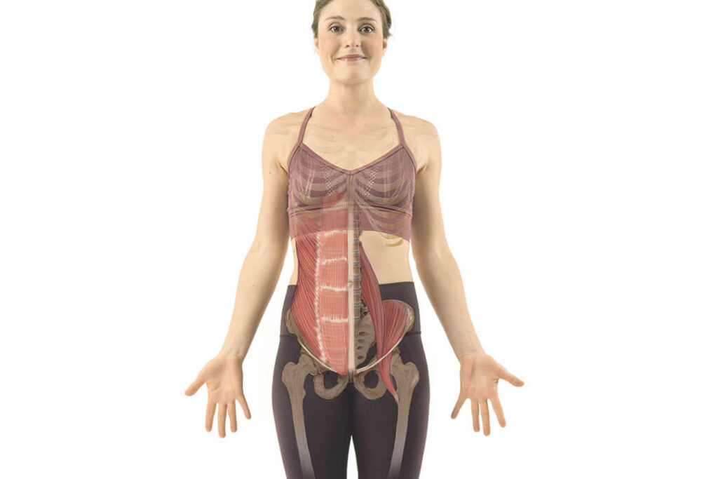 Quelle est la signification émotionnelle du psoas dans notre corps ?