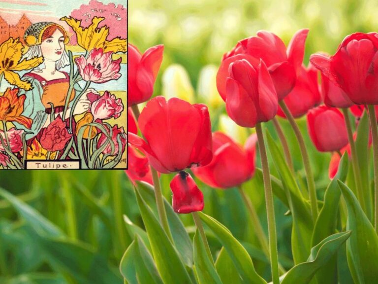 La signification des tulipes dans le langage des fleurs : que transmettent-elles vraiment ?