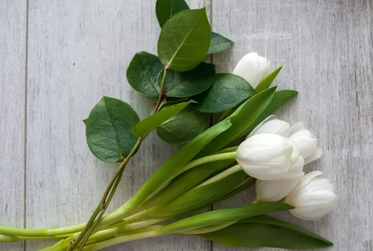 La signification cachée des fleurs de cerisier dans la musique contemporaine