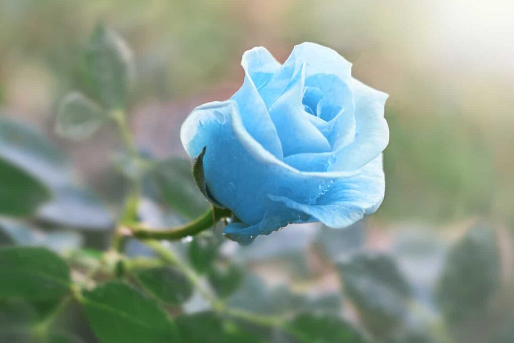 Quelle est la signification réelle d’une rose bleue dans les chansons ?