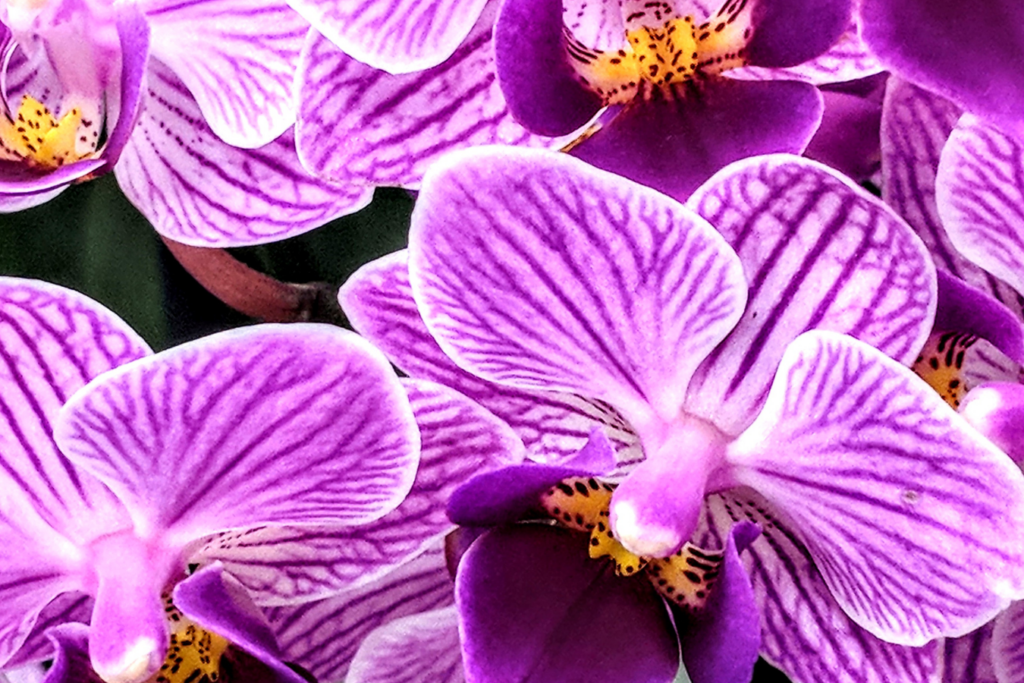 Signification des orchidées dans la musique : symbolisme et inspiration