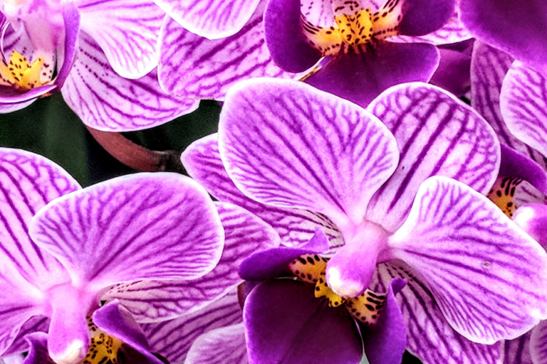 Signification des orchidées dans la musique : symbolisme et inspiration