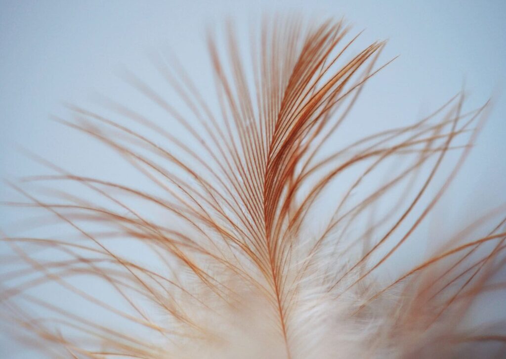 Signification des plumes : quels messages cachés dans leurs couleurs et formes ?
