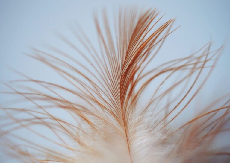 Signification des plumes : quels messages cachés dans leurs couleurs et formes ?