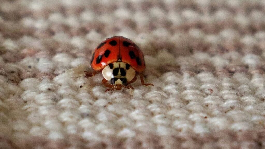 Coccinelle dans la maison : qu’est-ce que cela signifie vraiment ?