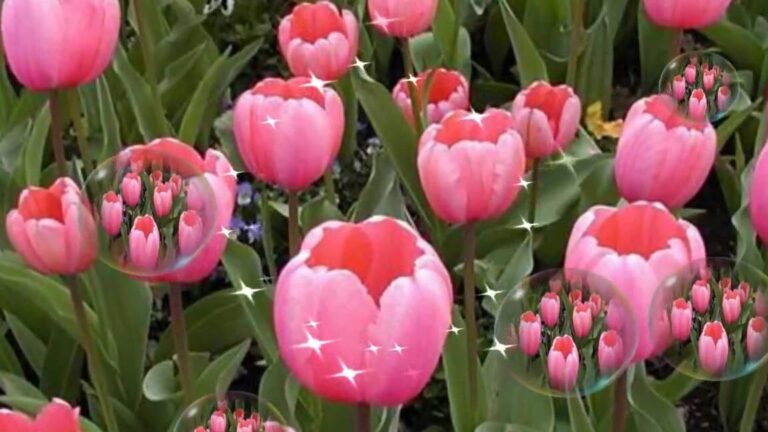 Jonquille et musique : quelle est la signification cachée de cette fleur dans les chansons ?