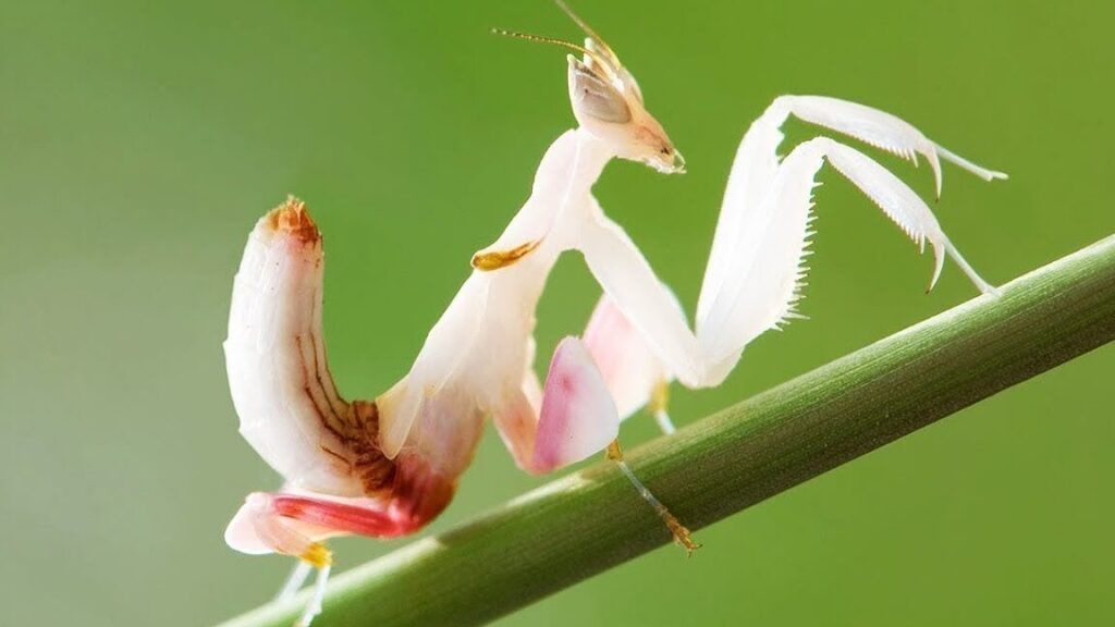 La signification surprenante de la coccinelle jaune dans la culture musicale