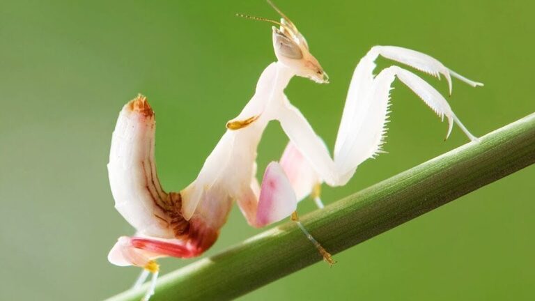La signification surprenante de la coccinelle jaune dans la culture musicale
