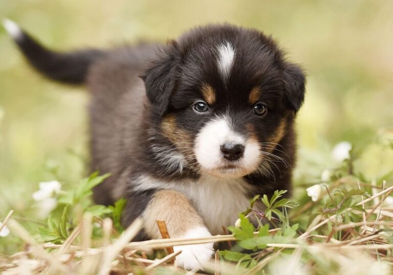Quel nom de chien choisir ? Découvrez leur signification cachée !