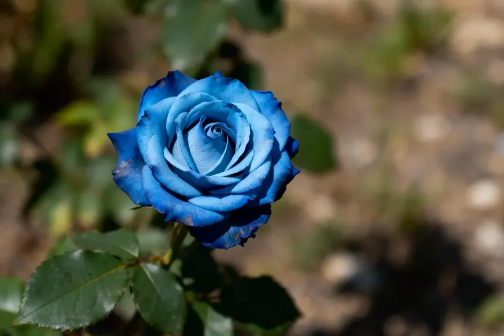 La rose bleue: quelle est sa signification cachée ?
