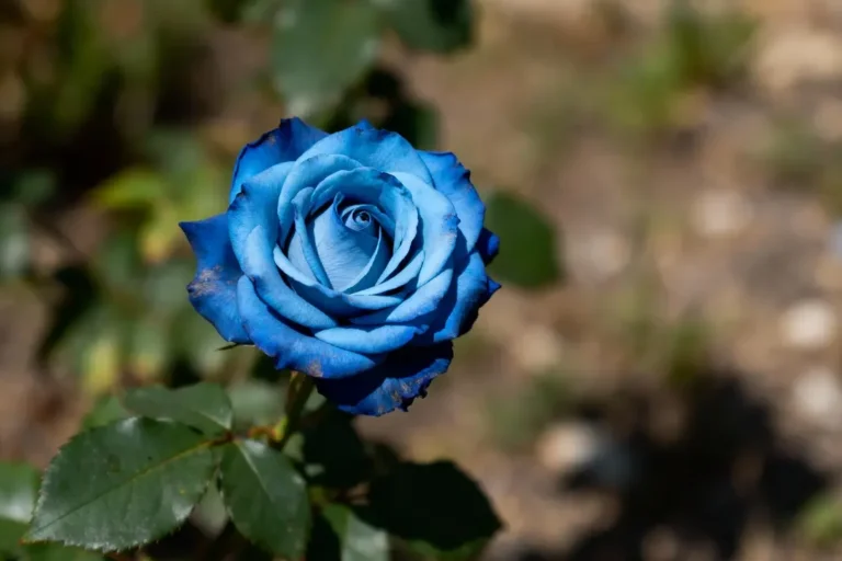 La rose bleue: quelle est sa signification cachée ?
