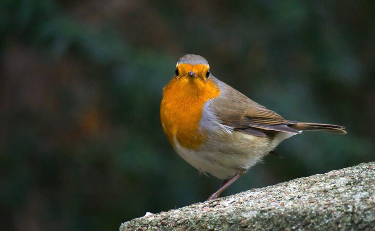 Rouge-gorge : quelles significations derrière le chant mélodieux de cet oiseau ?