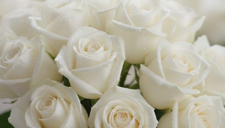 Signification des roses blanches : symbole de pureté ou message secret ?